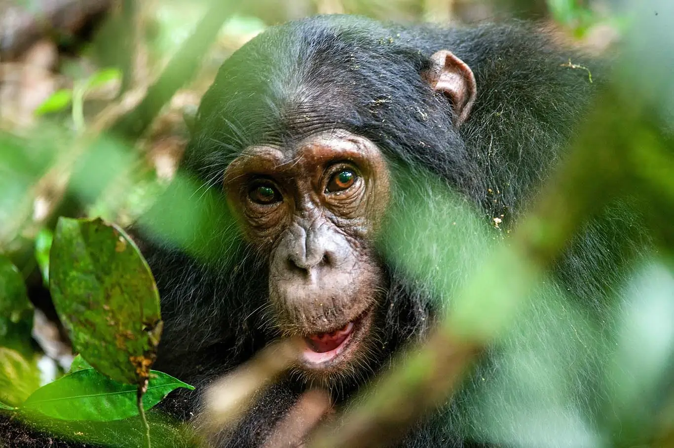 chimpanzee closeup